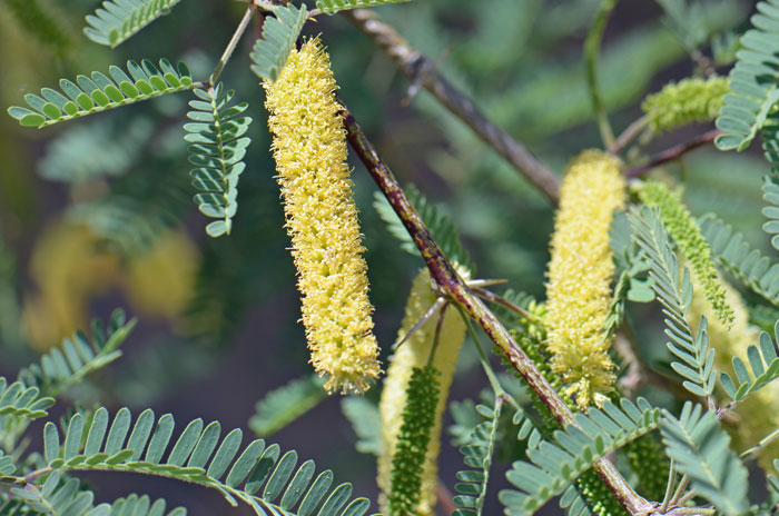 Honey Mesquite has greenish to greenish-yellow flowers that are long and cylindric, catkin-like spikes. The trees or shrubs bloom from April to August or September across its’ range. Prosopis glandulosa